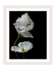 Strangers - flower art prints ELENA DRAGOI
