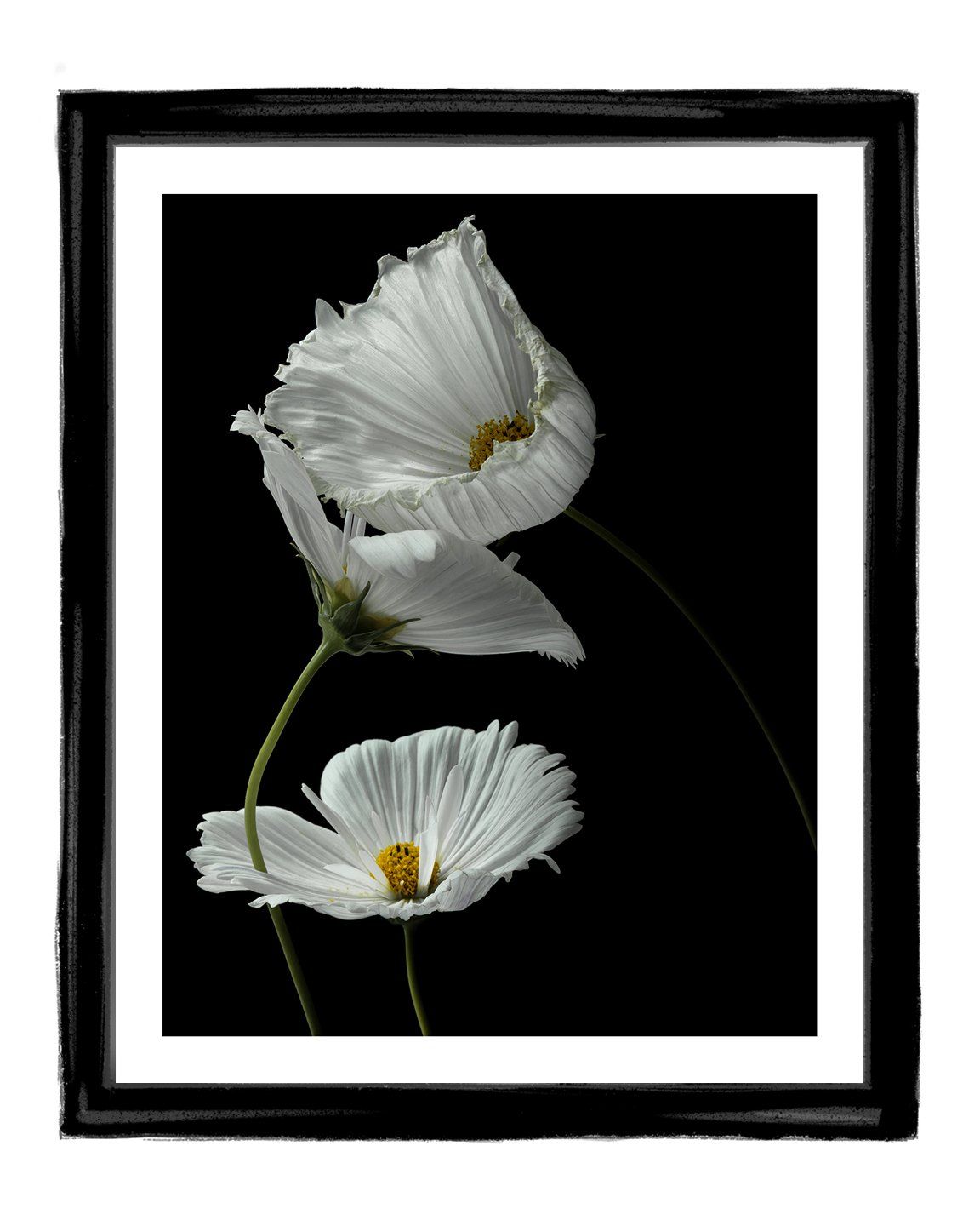 Strangers - flower art prints ELENA DRAGOI