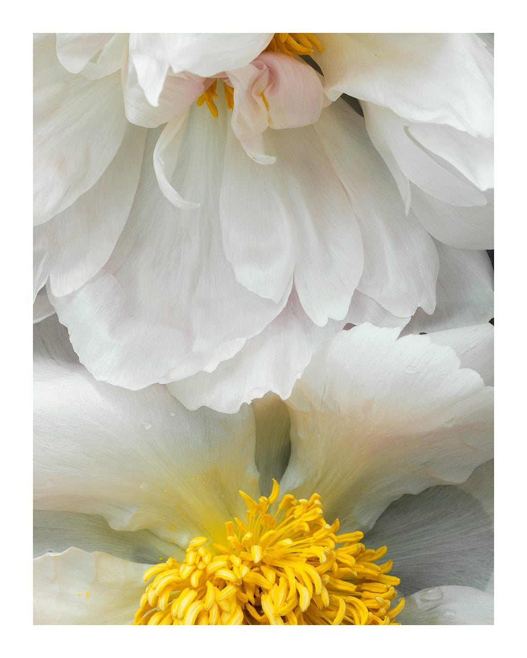 The Gift - flower art prints ELENA DRAGOI