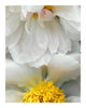 The Gift - flower art prints ELENA DRAGOI