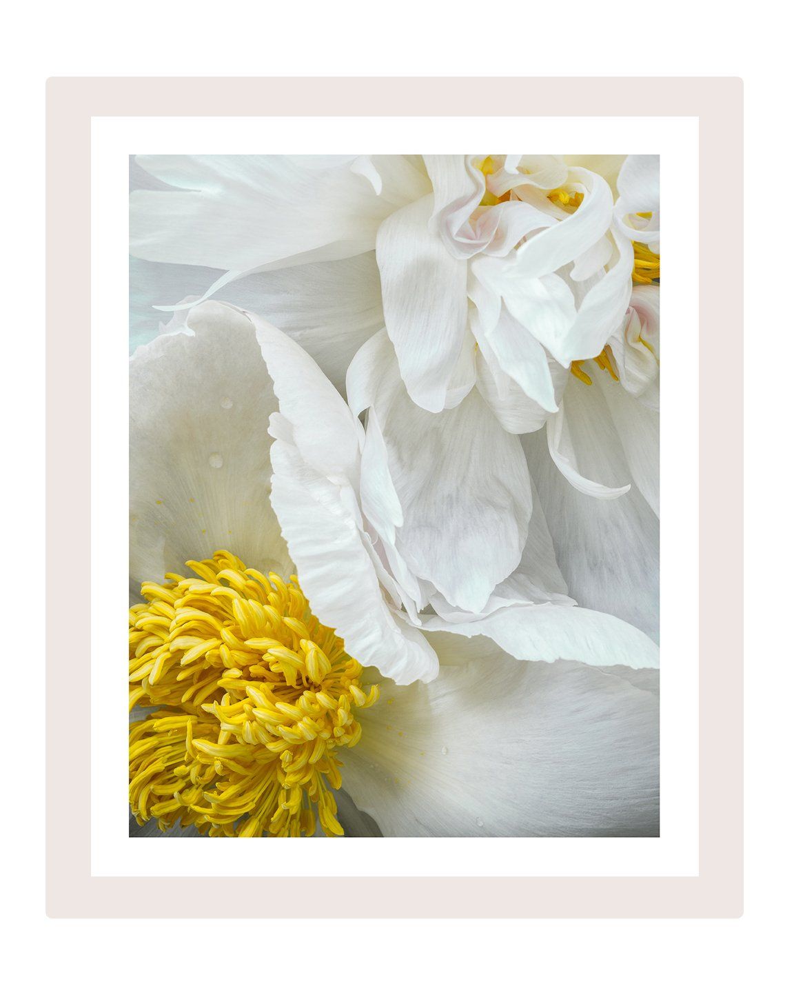The Gift - flower art prints ELENA DRAGOI