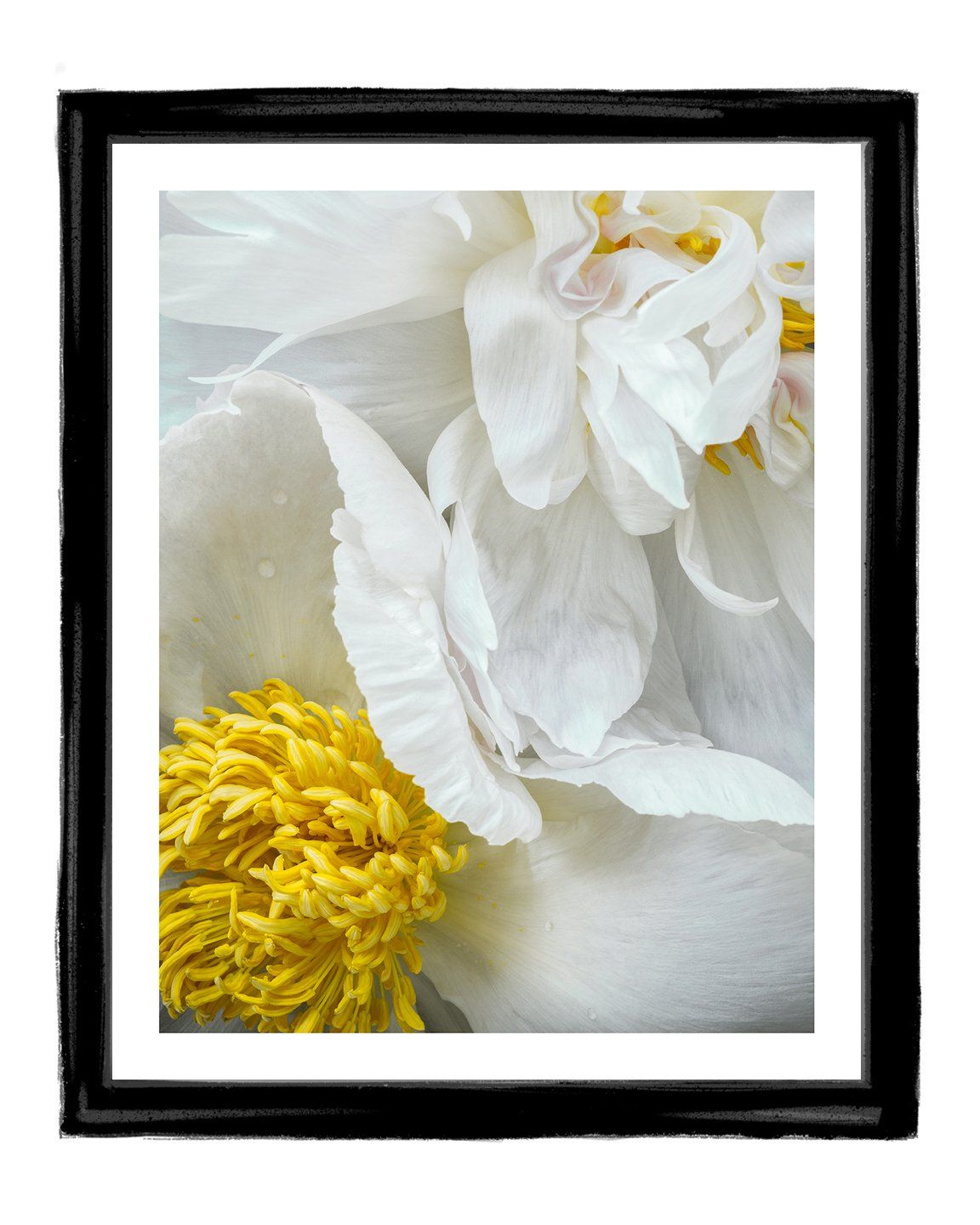 The Gift - flower art prints ELENA DRAGOI