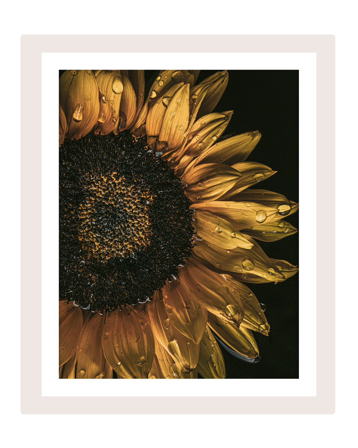 The Language of Bliss | Sunflower Art Prints | Elena Dragoi