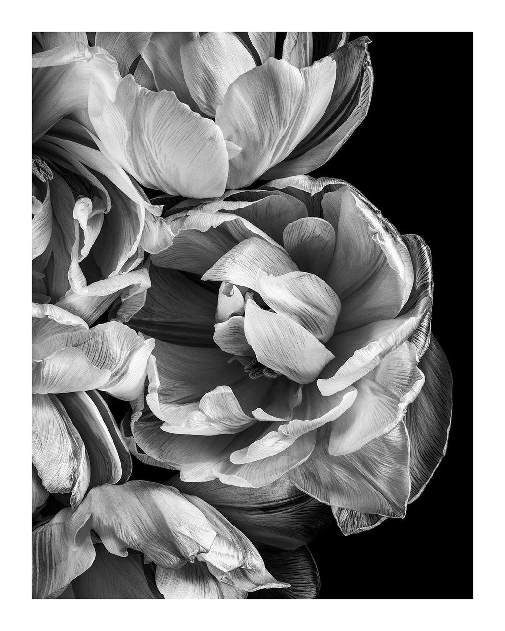 Timeless Love - flower art prints ELENA DRAGOI