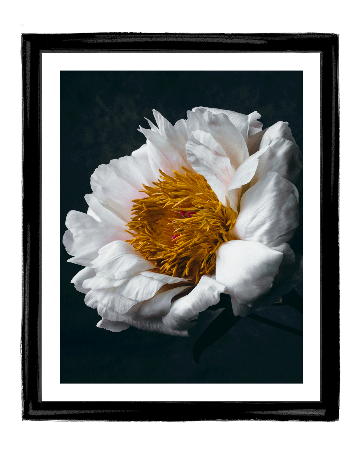 Unwavering Presence | Fine Art Flower Photograpahy | Elena Dragoi