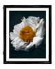 Unwavering Presence | Fine Art Flower Photograpahy | Elena Dragoi