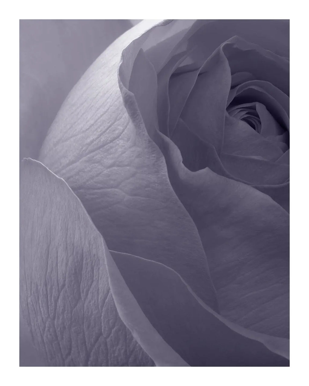 Violet Dusk - flower art prints ELENA DRAGOI
