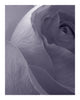 Violet Dusk - flower art prints ELENA DRAGOI