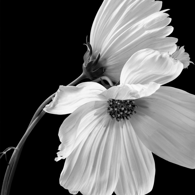 black and white flower with lined petals