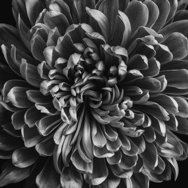 black and white birds eye view of petals
