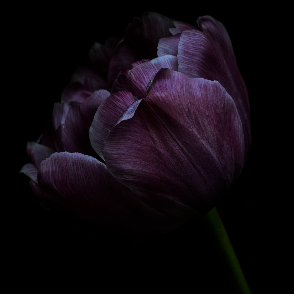 How Does Art Express Emotion? — ELENA DRAGOI