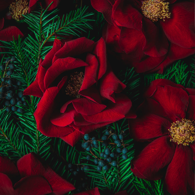 Holiday Collection of Floral Art Cards