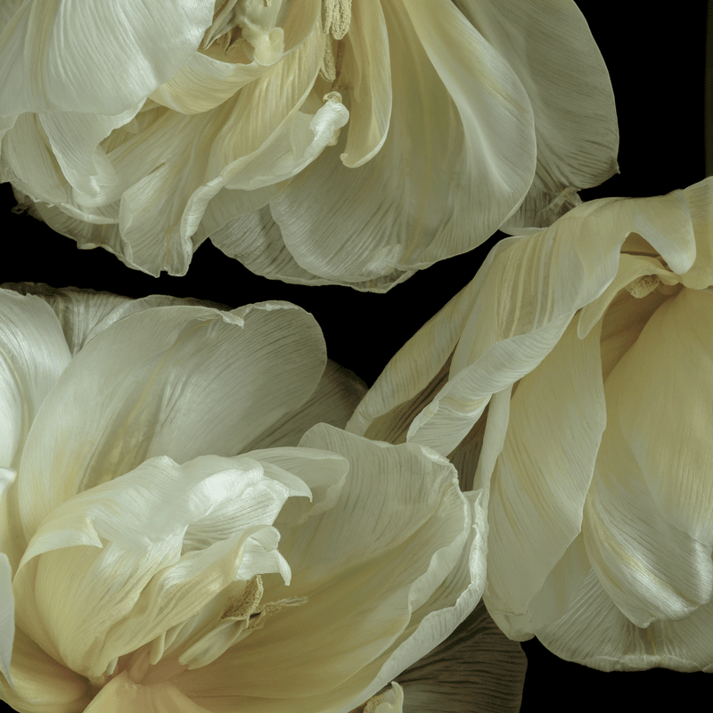 Graceful Elegance flower art prints