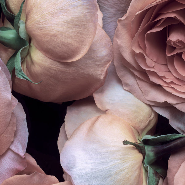 Soft pastel color petals | orange pink yellow