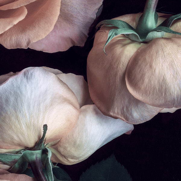 Scent of a Rose flower art prints