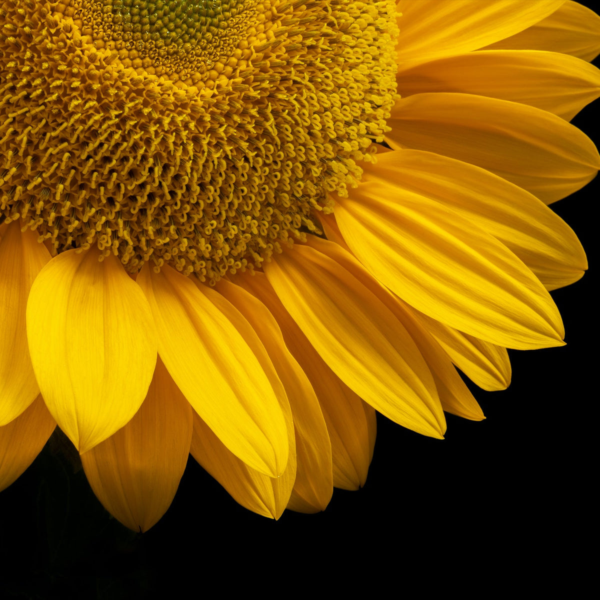 Bright yellow sunflower