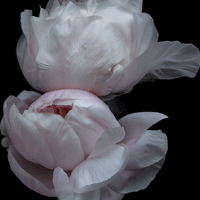 Surrender flower art prints