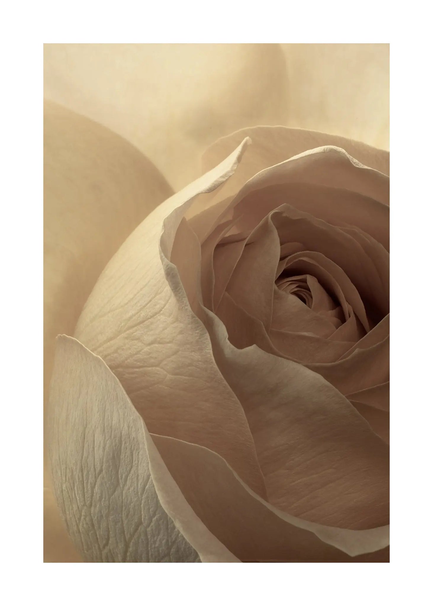 Brilliant Contradictions - Open Edition Flower Art Prints ELENA DRAGOI