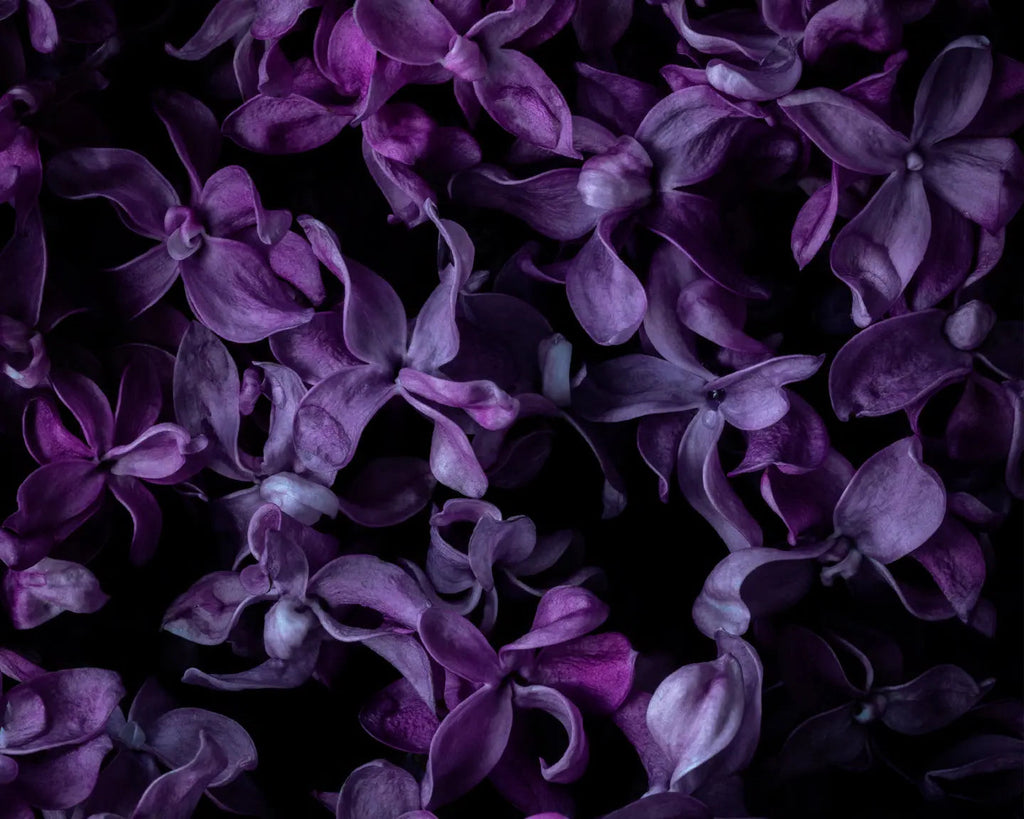 Butterflies – Fine Art Print ELENA DRAGOI