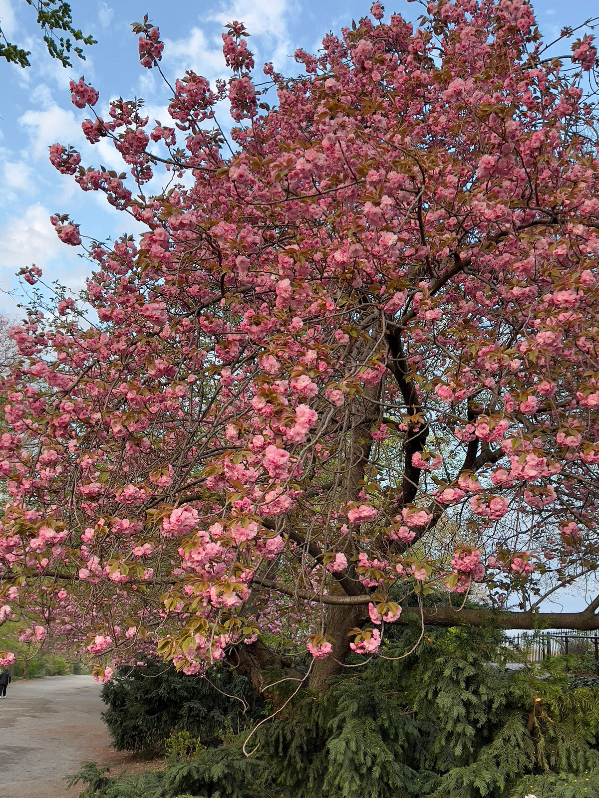 A City of Seasons, A Life of Flowers
