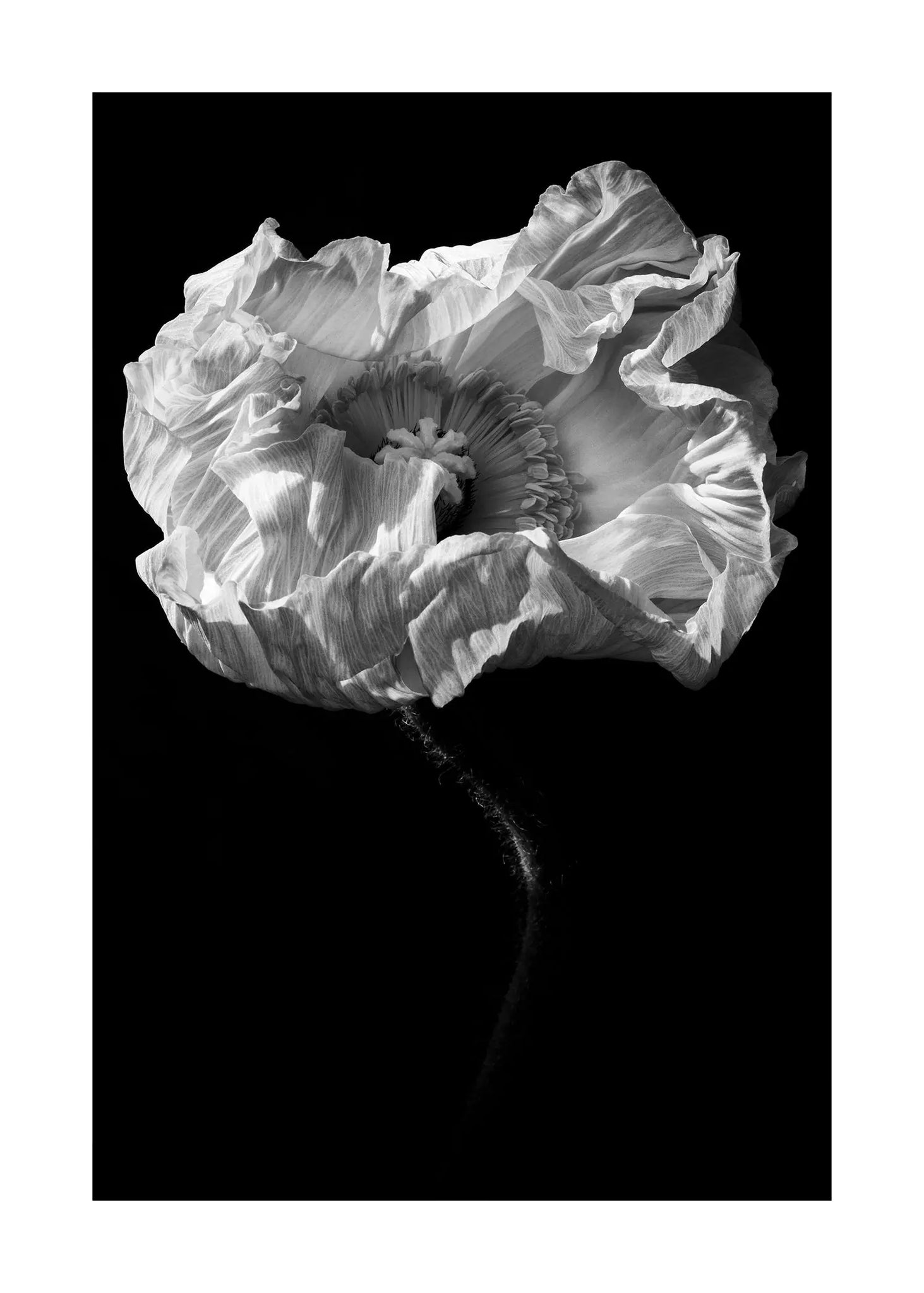 Collateral Beauty - Open Edition Flower Art Prints ELENA DRAGOI