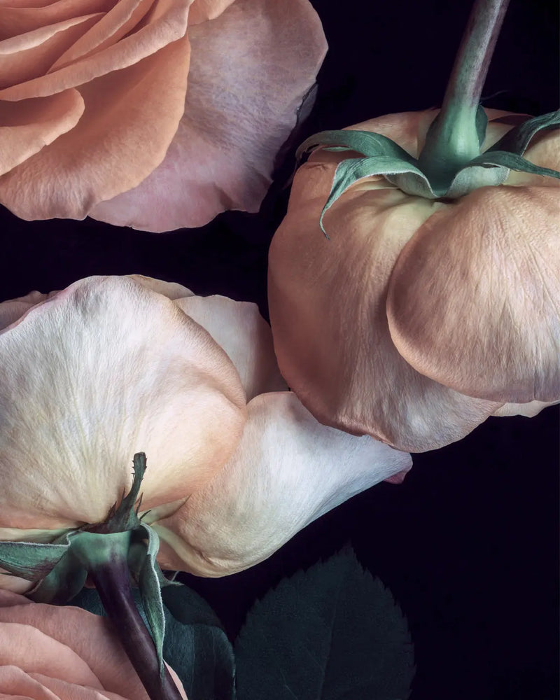 Rose fine art print by Elena Dragoi