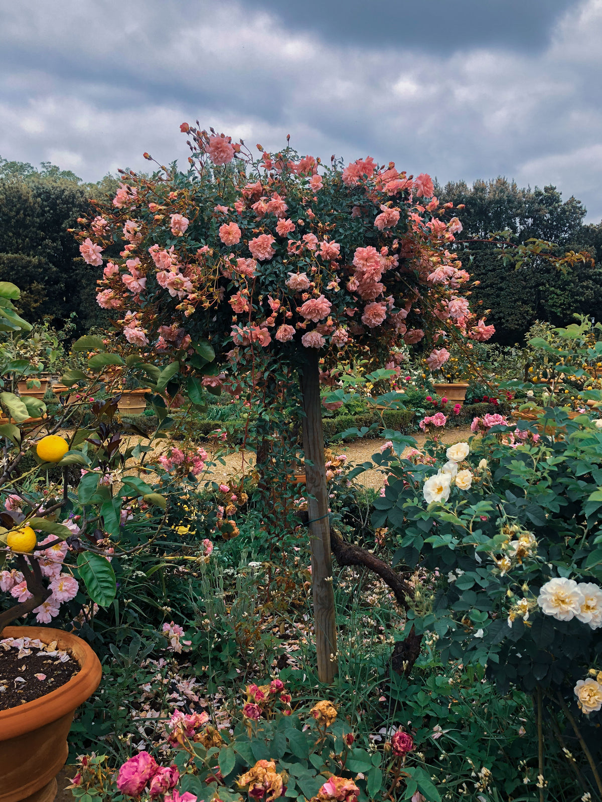 Elena Dragoi in her garden