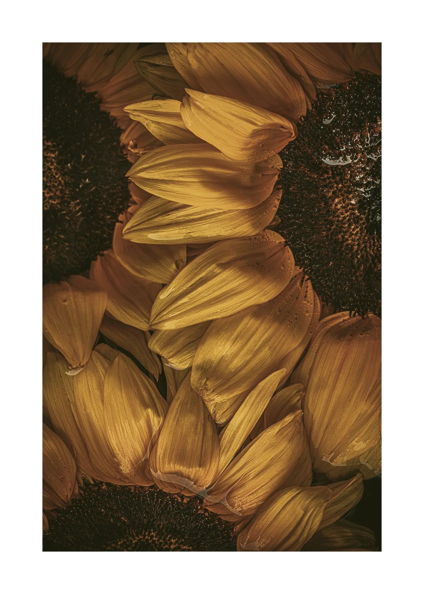 Golden Hour - Open Edition Flower Art Prints ELENA DRAGOI