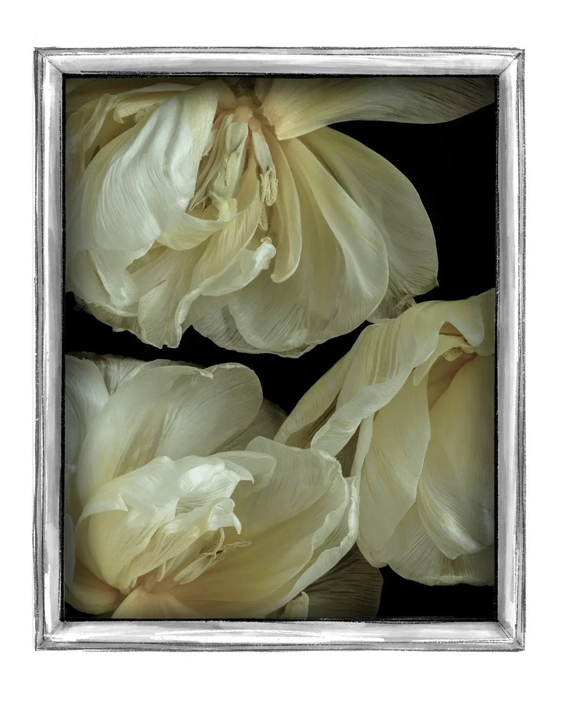 Graceful Elegance - Limited Edition Flower Art Prints | Available in Color & Black and White ELENA DRAGOI