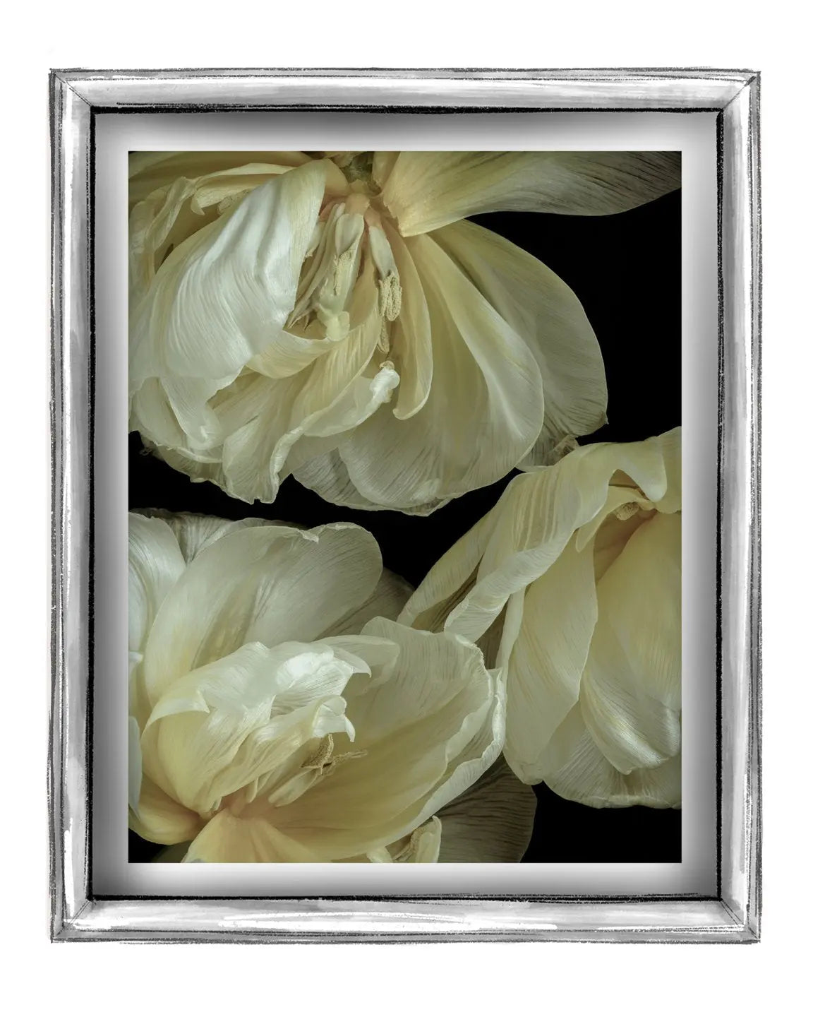 Graceful Elegance - Limited Edition Flower Art Prints | Available in Color & Black and White ELENA DRAGOI