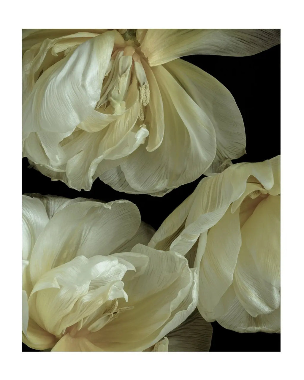 Graceful Elegance - Limited Edition Flower Art Prints | Available in Color & Black and White ELENA DRAGOI