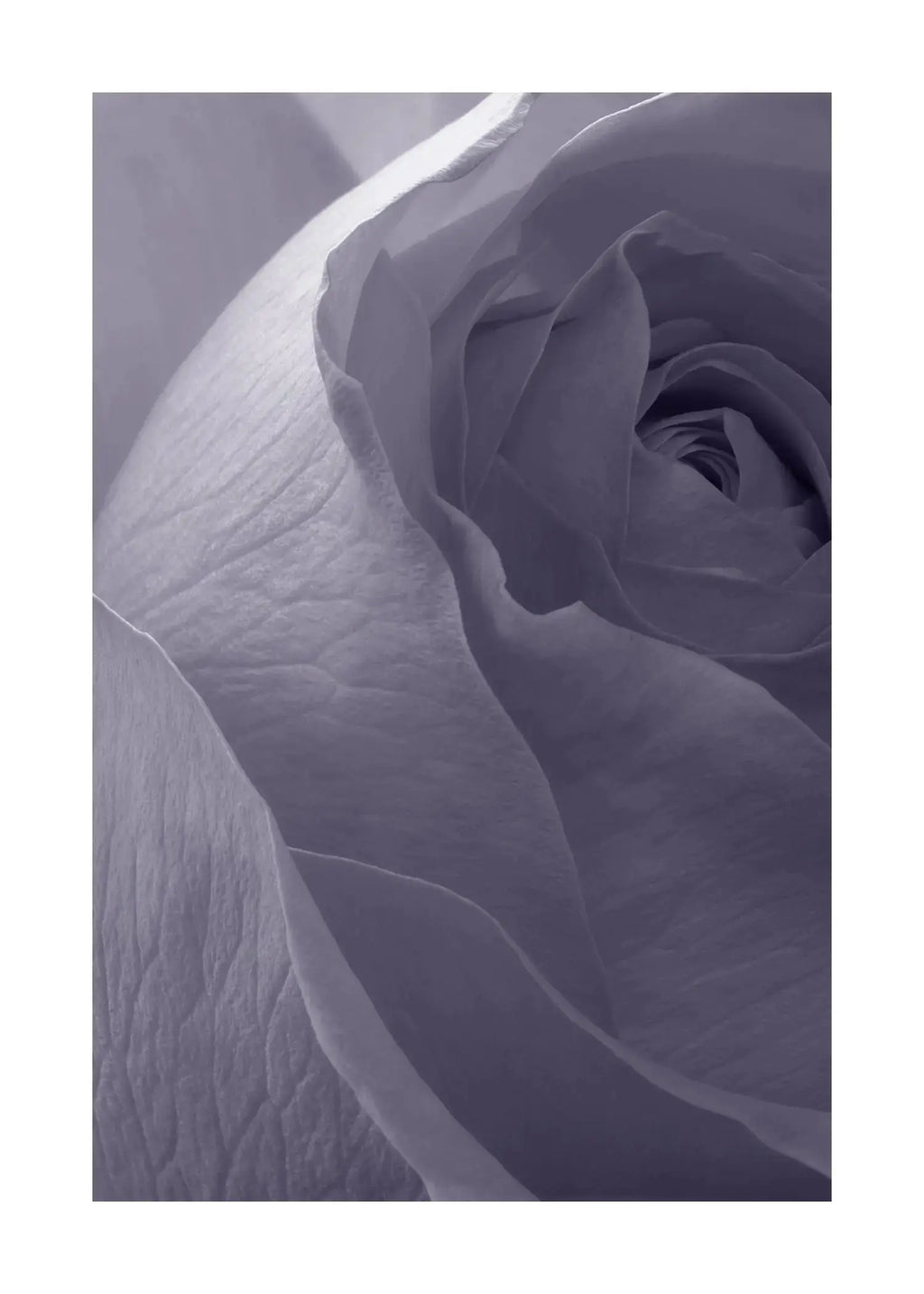 Graceful Elegance - Open Edition Flower Art Prints ELENA DRAGOI