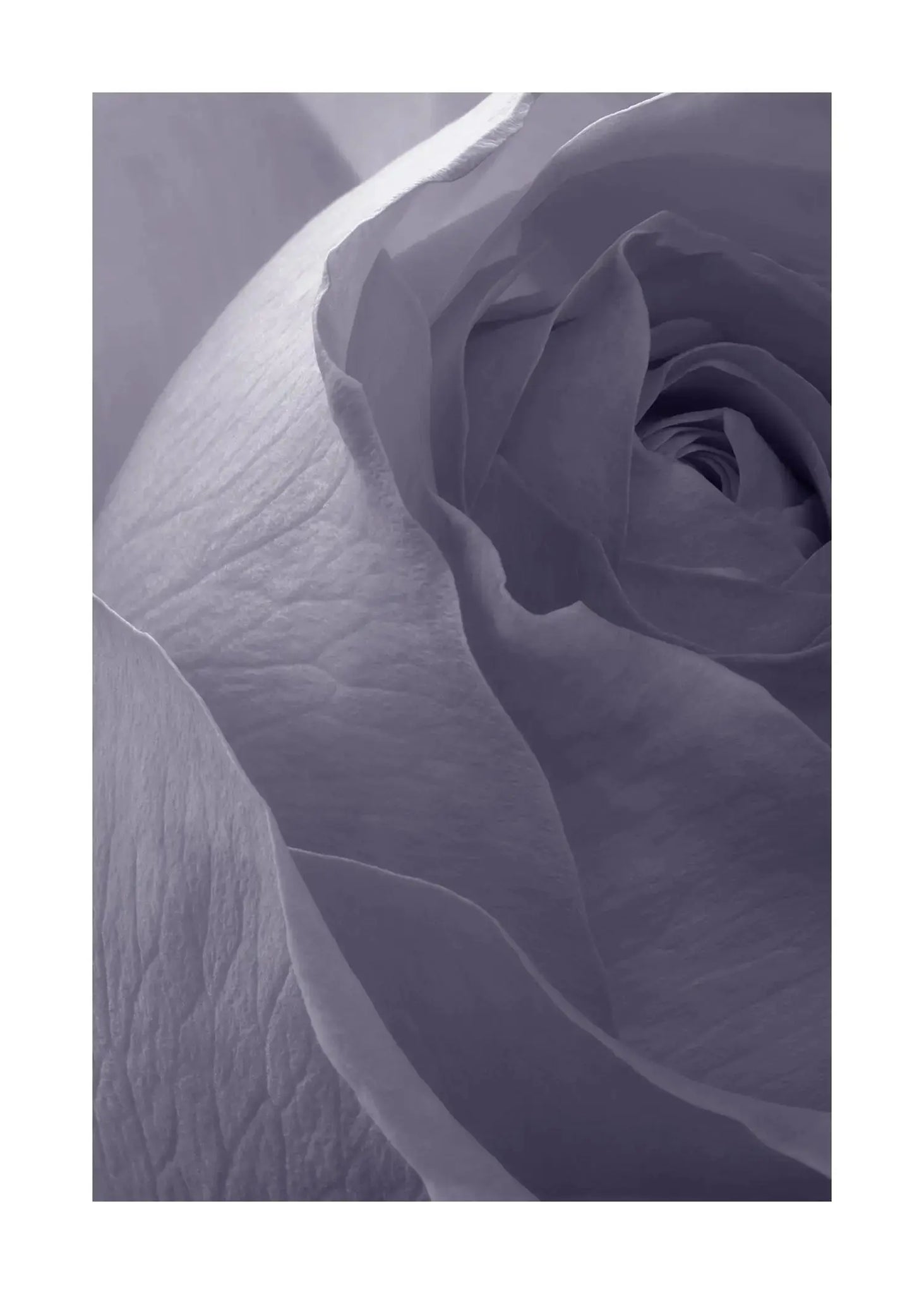 Graceful Elegance - Open Edition Flower Art Prints ELENA DRAGOI