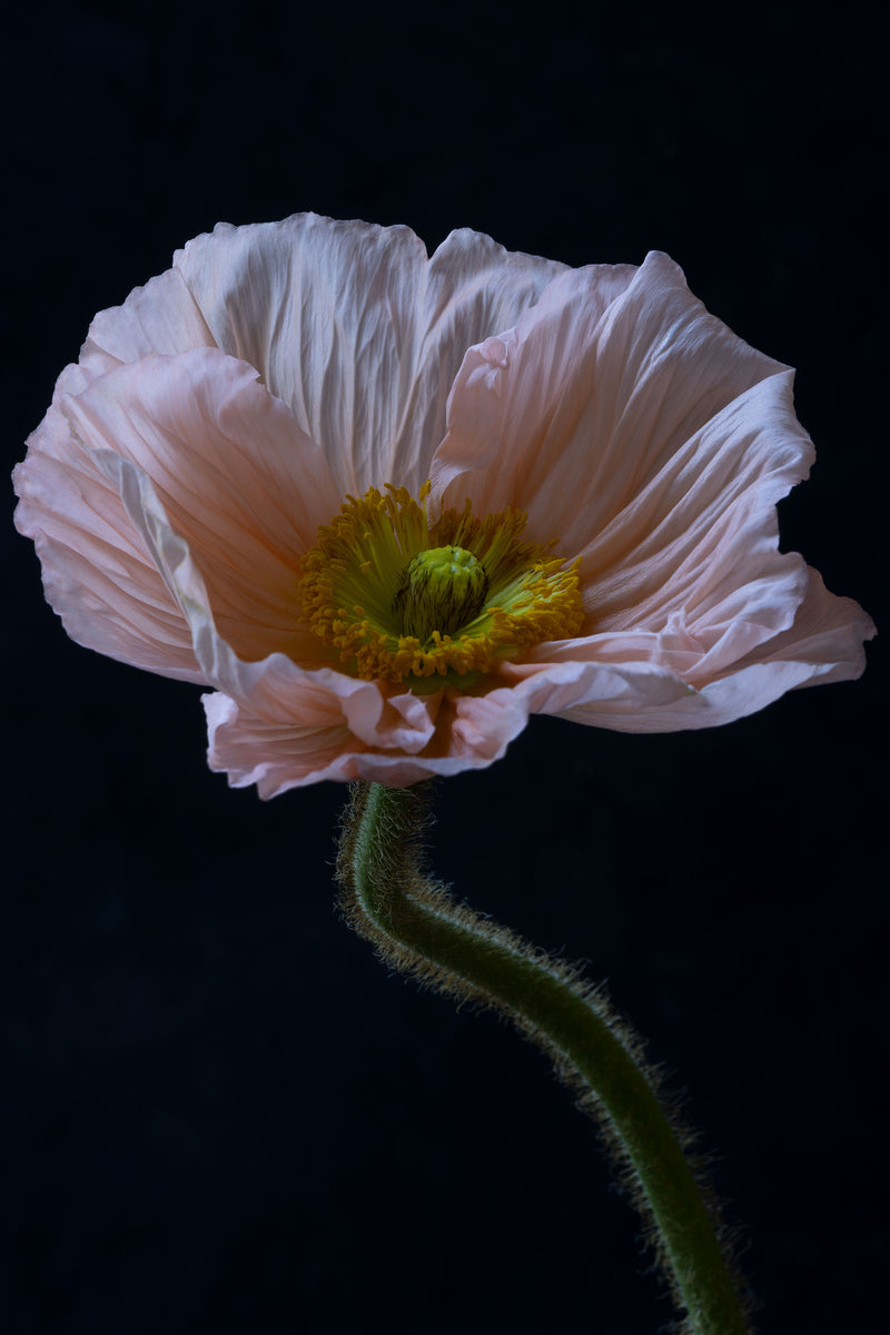 Delicate pink poppy flower fine art photograph on black background by Elena Dragoi