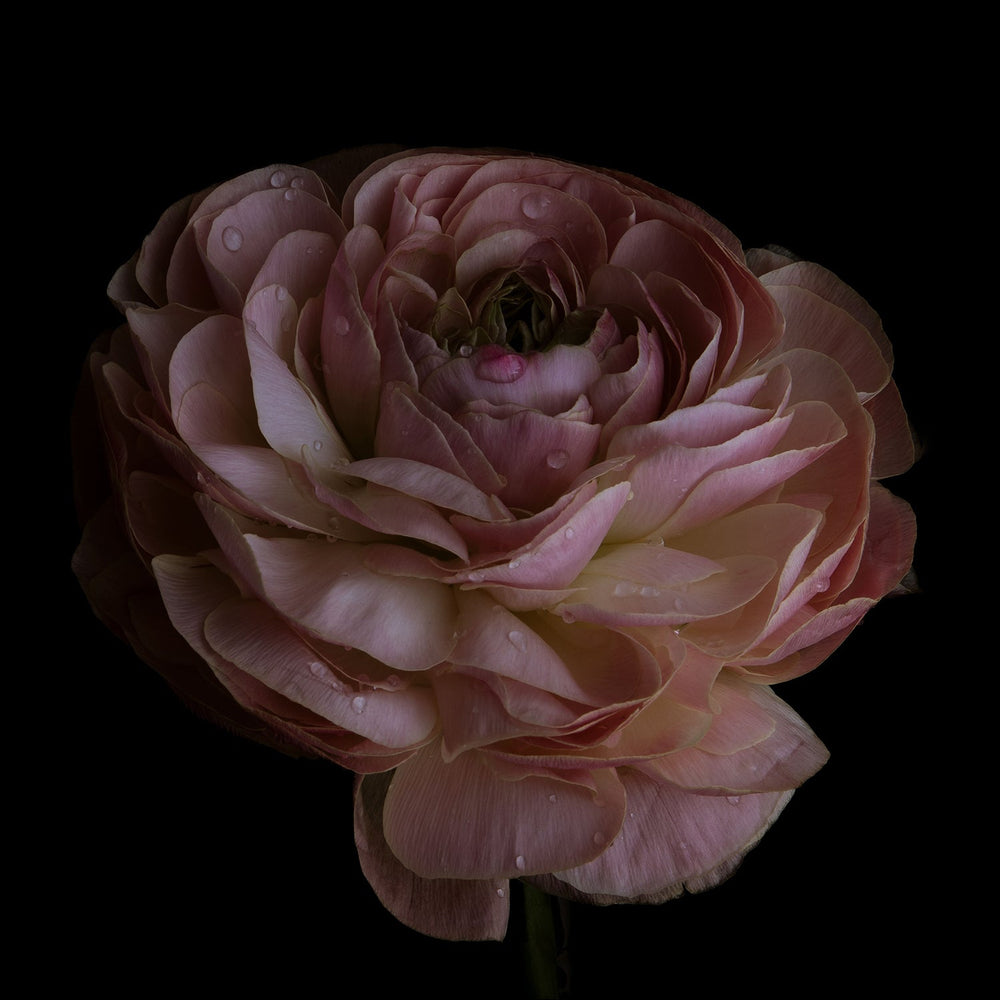 Close up floral fine art photograph, limited edition print that plants a tree with One Tree Planted