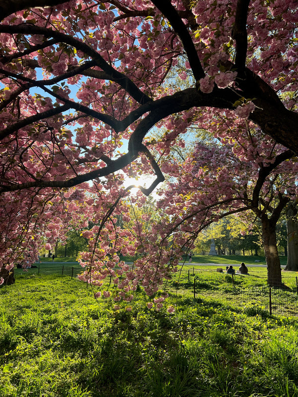 Spring seasonal flowers
