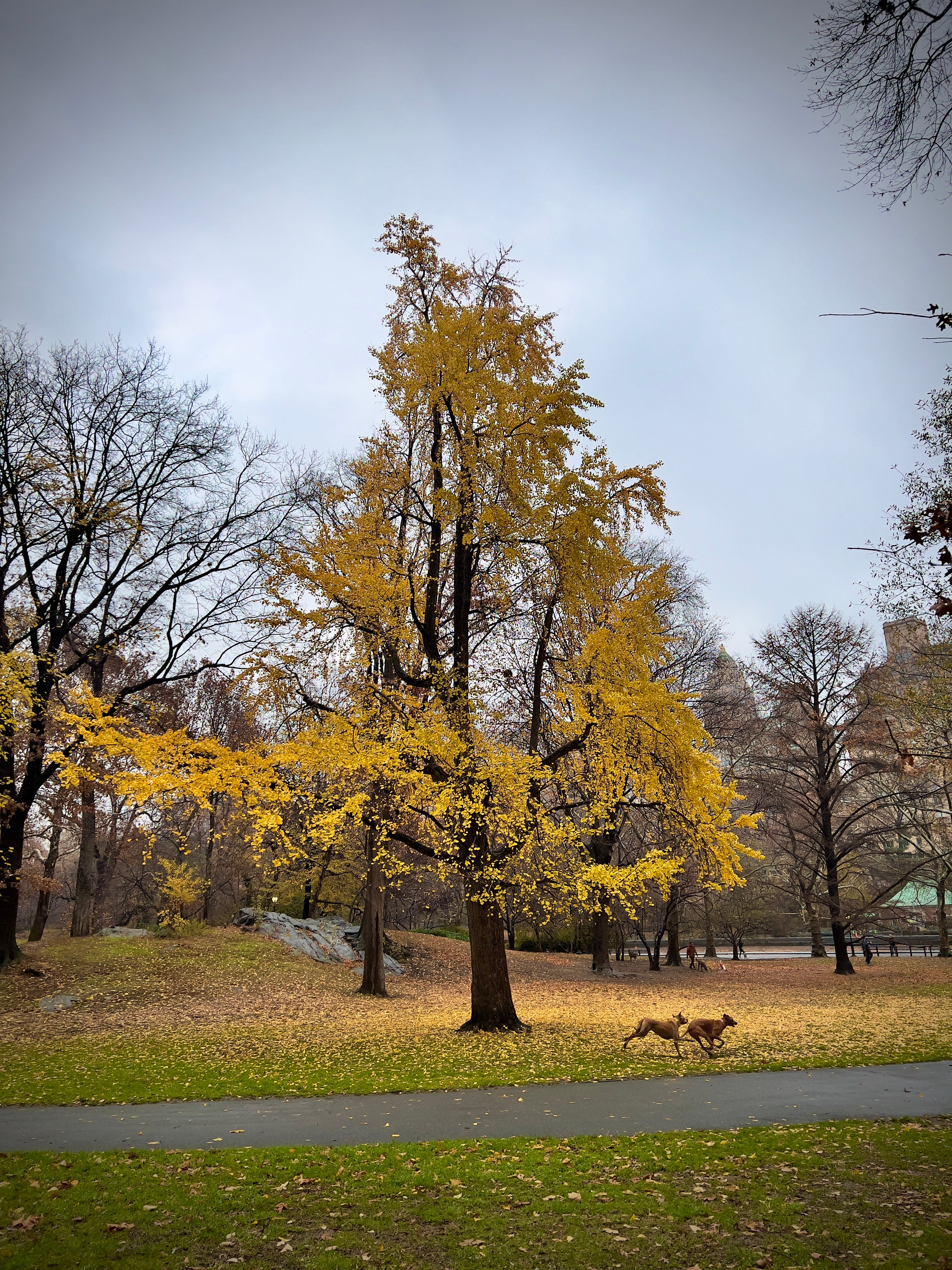 Autumn