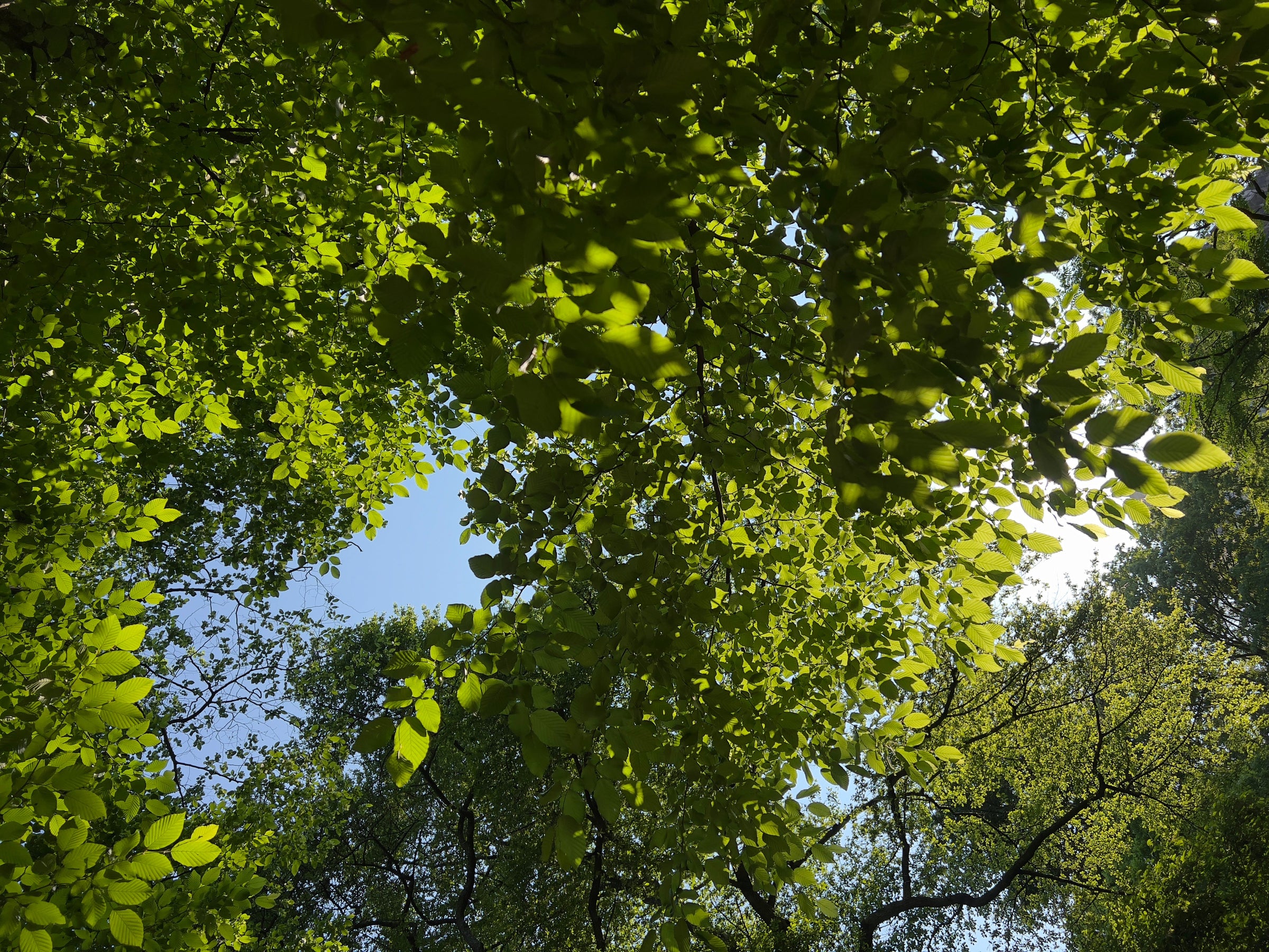 Early Summer Flower Art Prints