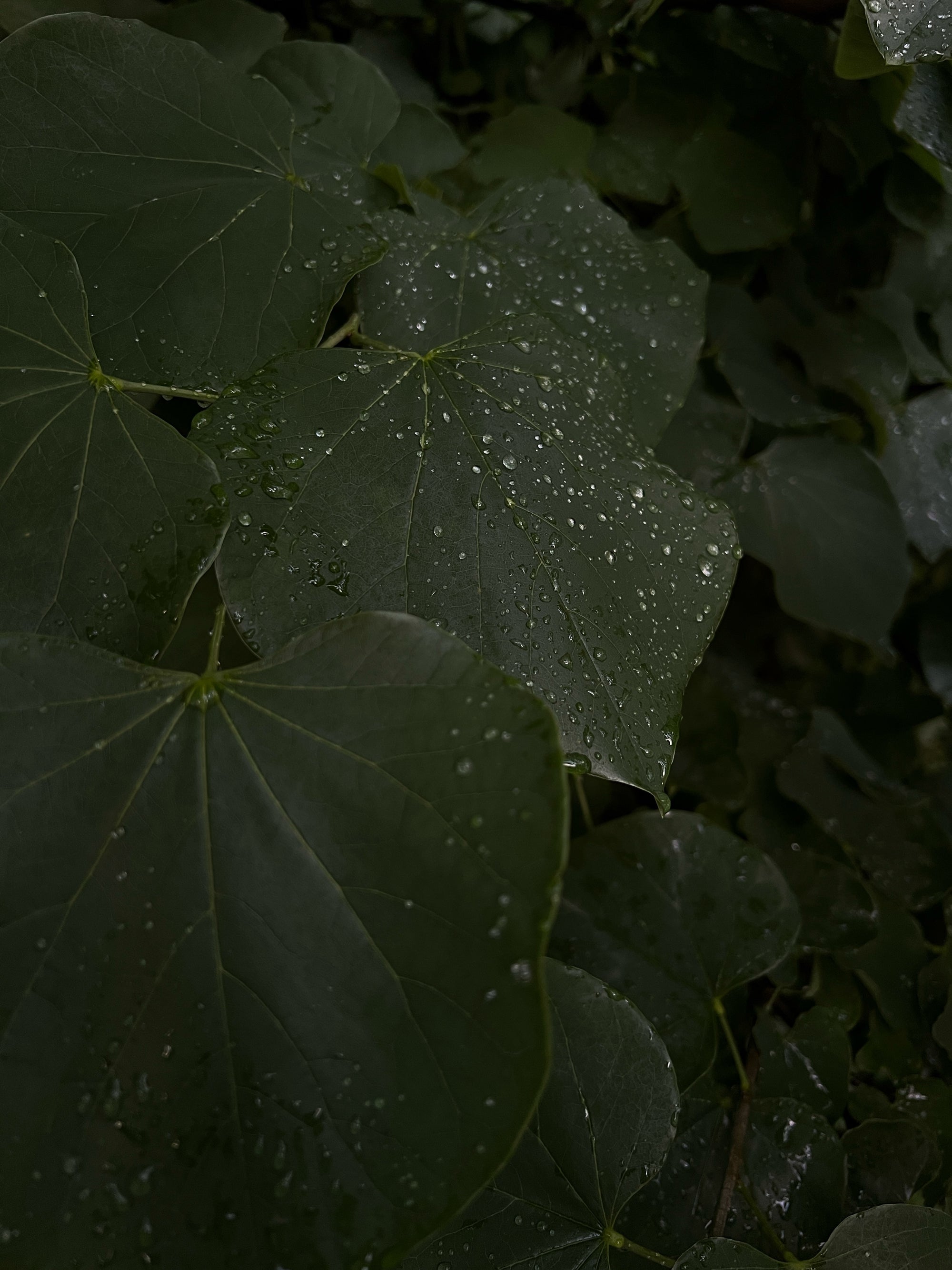 Green leaves with rain, fine art photography collection supporting reforestation