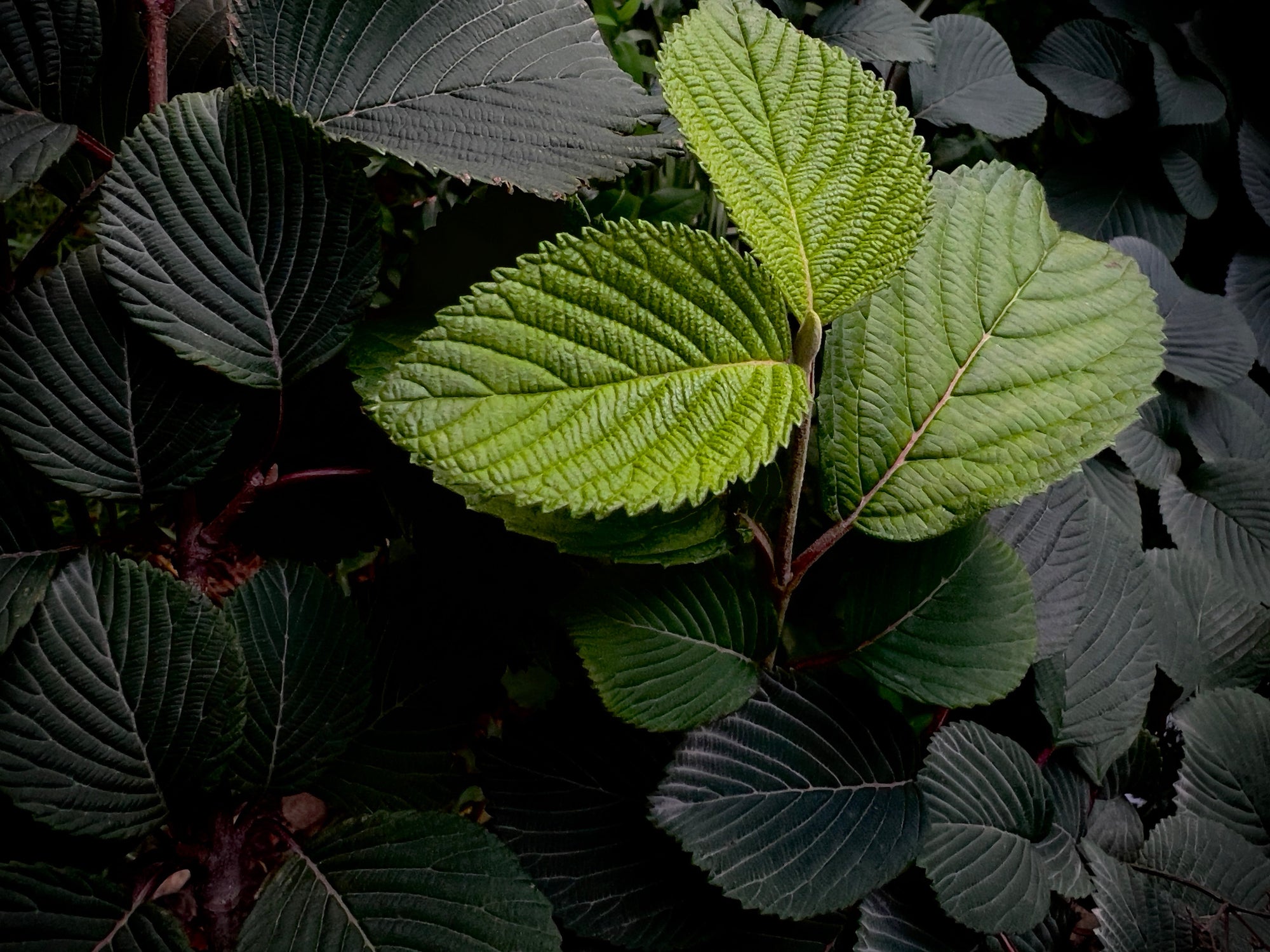 Green leaves in shadow, Planting Life fine art photography collection that plants trees
