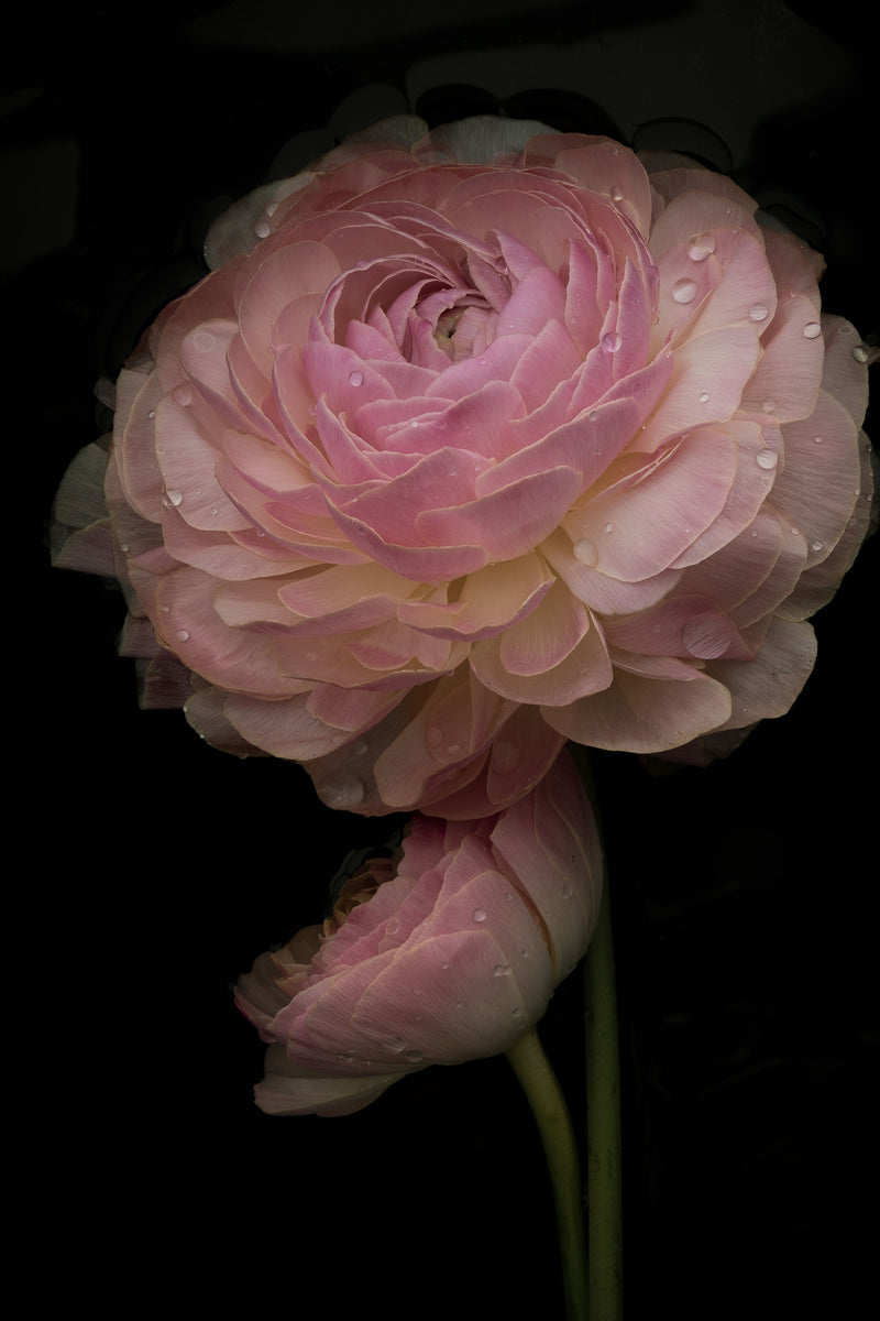Close-up of pale pink ranunculus flower with delicate layered petals and water droplets on dark background, representing cycles of bloom and wisdom in nature by Elena Dragoi