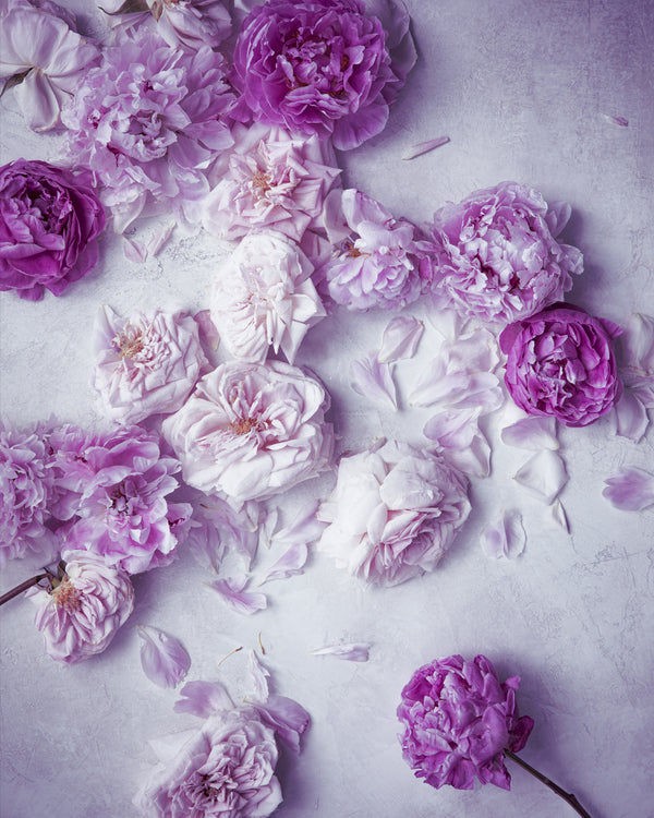 Botanical art print 1