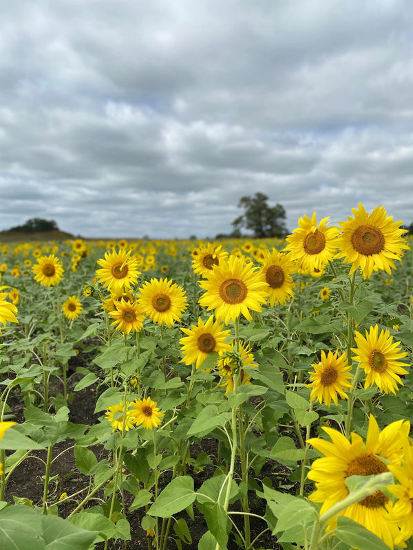 Summer seasonal flowers