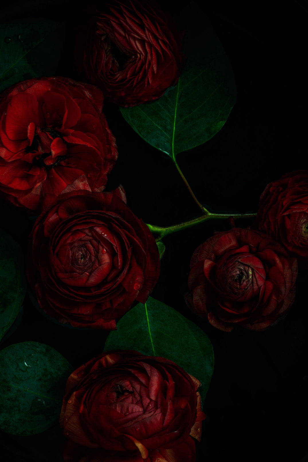 Vibrant red ranunculus fine art photography symbolizing passion and energy for emotion-driven art collection by Elena Dragoi
