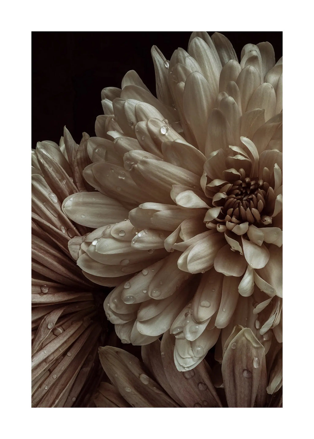 Patience - Open Edition Flower Art Prints ELENA DRAGOI