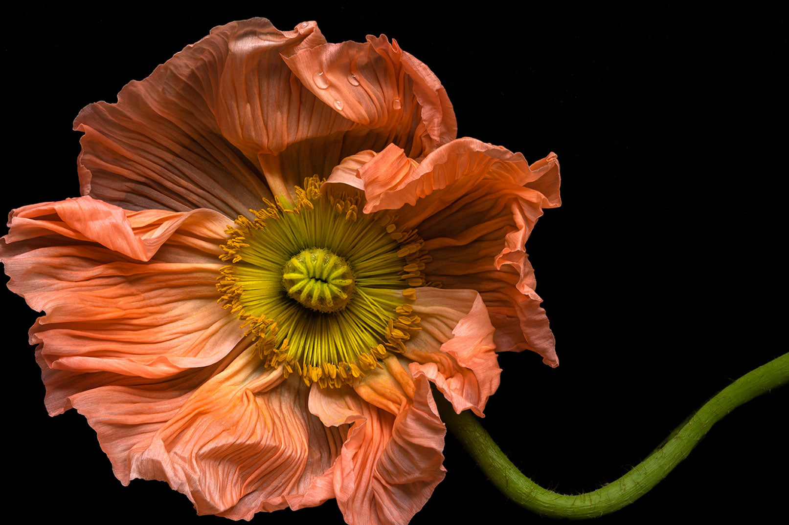 Elegant coral poppy flower photography by Elena Dragoi showcasing beauty and natural artistry