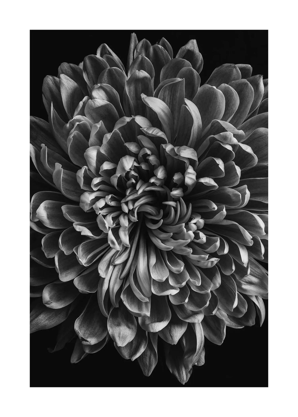 Reborn - Open Edition Flower Art Prints ELENA DRAGOI