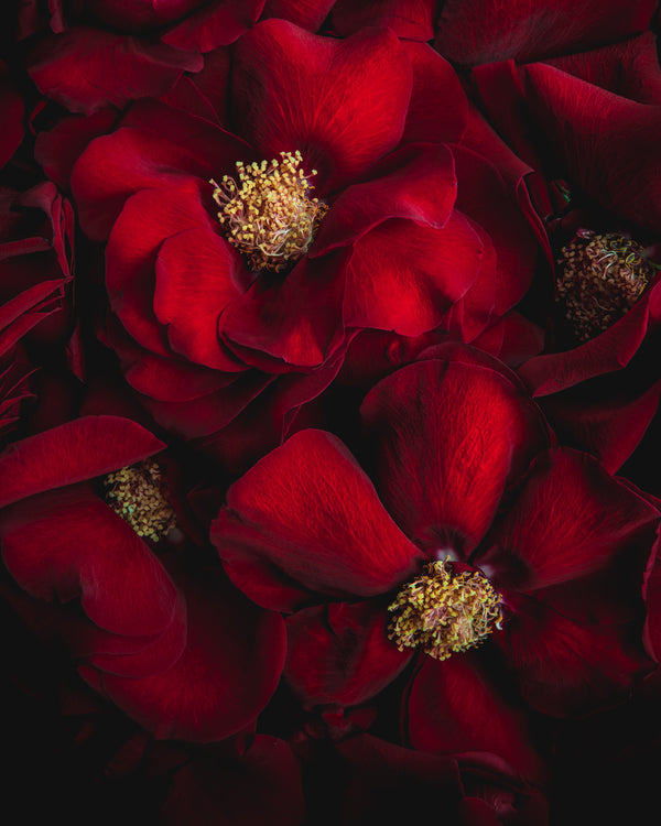 Botanical art print 5