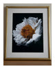 Scent of a Rose - Framed Fine Art Floral Photography | Limited Edition ELENA DRAGOI