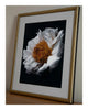 Scent of a Rose - Framed Fine Art Floral Photography | Limited Edition ELENA DRAGOI